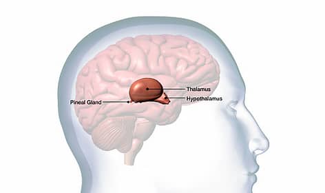 hypothalamus