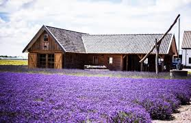 ladylavendel